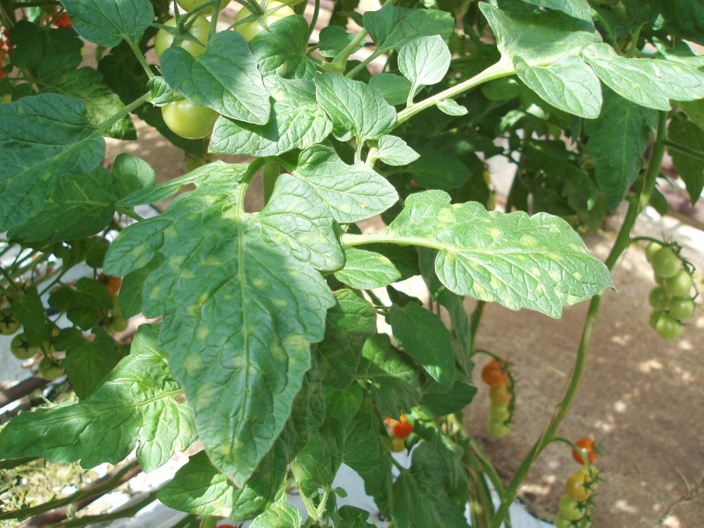 Yellow spots with indefinite boarder on the upper surface of tomato leaves. Copyright Dave Kaye, RSK ADAS.